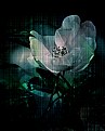 Picture Title - Rose Flower