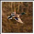 Picture Title - **Full Flaps    D.**