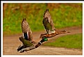 Picture Title - **A Pair  X.**