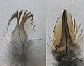 Picture Title - QUAIL FEATHERS