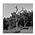 Old Tree