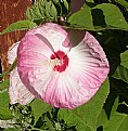 Picture Title - PINK HIBISCUS