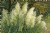Pampas Grass
