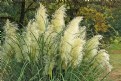 Picture Title - Pampas Grass