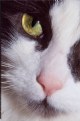 Picture Title - Mouse's Eye View