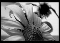 Picture Title - - The other side of the Sunflower -