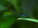 Picture Title - Bluet after rain