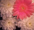 Picture Title - Torchlight Flowers