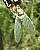 CICADA