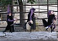 Picture Title - 3 WITCHES
