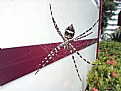 Picture Title - Spider 2