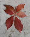 Picture Title - VIRGINIA CREEPER RED