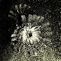 Picture Title - Flower