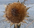 Picture Title - SUNFLOWER HEAD