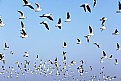 Picture Title - birds flying around, on the river ganges...