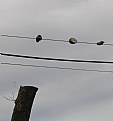 Picture Title - CHUNKS IN WIRE