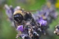 Picture Title - Busy Bee