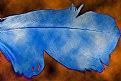 Picture Title - BLUE FEATHER