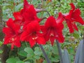 Picture Title - Red Amaryllis cluster