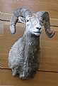 Picture Title - BIG HORN SHEEP
