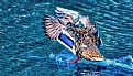 Picture Title - Splash down