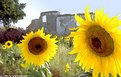 Picture Title - Sunflowers and Ruin