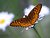 Butterfly at Dutch Mountain