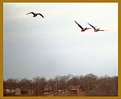 Picture Title - Geese over Beaver Lake in NW AR