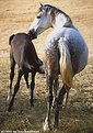 Picture Title - Foal\'n Mare