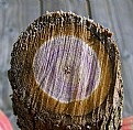 Picture Title - LILAC WOOD