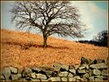 Picture Title - Bradgate Park