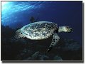 Picture Title - Hawksbill Turtle