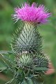 Picture Title - Thistle