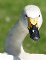 Picture Title - Swan Portrait