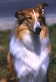 Picture Title - Collie