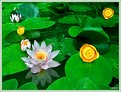 Picture Title - Water lilies