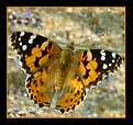Picture Title - Butterfly