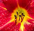Picture Title - Flower