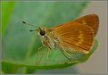 Picture Title - Skipper