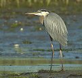 Picture Title - Great Blue Heron