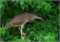 Picture Title - Black Crowned Night Heron (Im.)