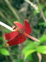 Picture Title - Red color Dragon Fly