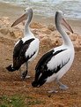 Picture Title - Pelican Crossing