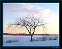 Picture Title - Winter Elm