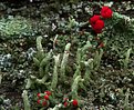 Picture Title - Lichens
