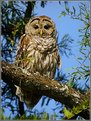 Picture Title - Hooty