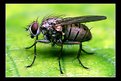 Picture Title - Hairy fly