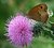 Butterfly on a thistle
