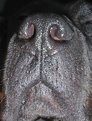 Picture Title - dogs snout