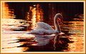 Picture Title - Golden Swan Lake...